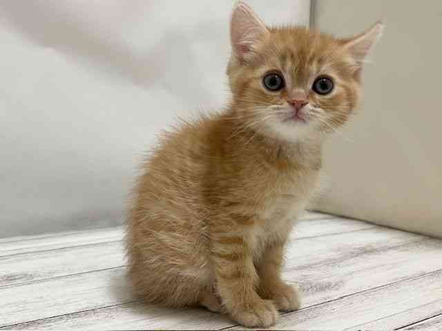 和歌山県のミヌエット (ひごペットフレンドリーパームシティ和歌山店/2025年12月31日生まれ/男の子/レッドタビー)の子猫の2枚目の画像