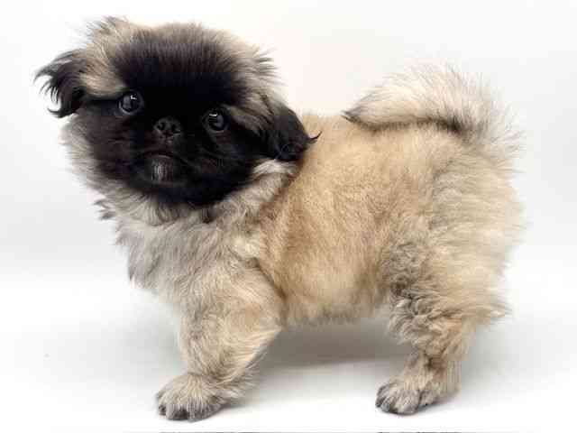 大阪府のペキニーズ (ひごペットフレンドリーみのおキューズモール店/2025年12月27日生まれ/男の子/フォーン)の子犬の2枚目の画像