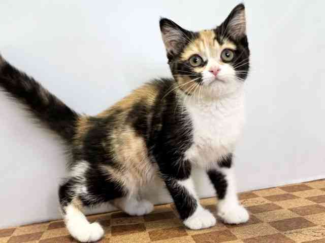 愛媛県のスコティッシュフォールド (ひごペットフレンドリーエミフルMASAKI店/2025年12月30日生まれ/女の子/キャリコ)の子猫の2枚目の画像