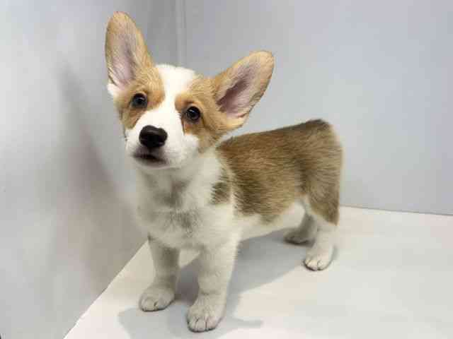 大阪府のウェルシュコーギーペンブローク (ひごペットフレンドリーセブンパーク天美店/2025年12月29日生まれ/女の子/レッドホワイト)の子犬の2枚目の画像