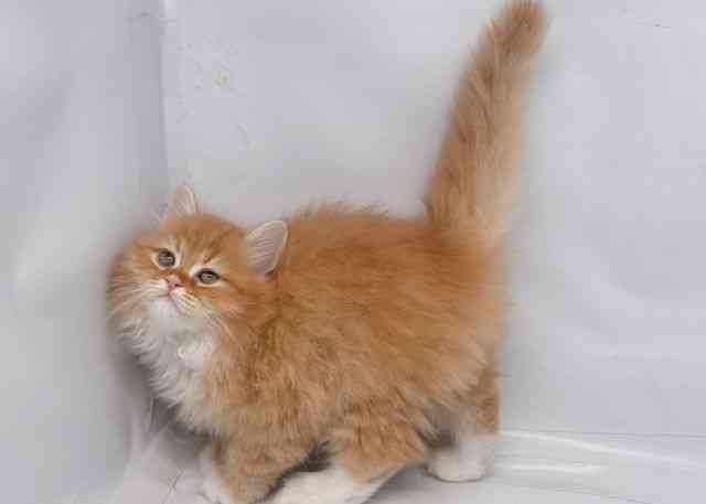 鳥取県のラガマフィン (ひごペットフレンドリーイオンモール鳥取北店/2025年12月27日生まれ/男の子/レッドタビーホワイト)の子猫の2枚目の画像