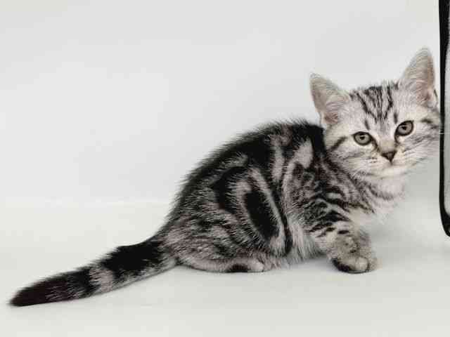 大阪府のアメリカンショートヘアー (ひごペットフレンドリー瓜破店/2025年12月28日生まれ/男の子/シルバータビー)の子猫の2枚目の画像