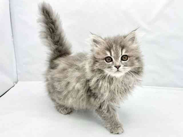大阪府のスコティッシュフォールド (ひごペットフレンドリーイトーヨーカドー津久野店/2025年12月31日生まれ/女の子/ブルータビー)の子猫の2枚目の画像