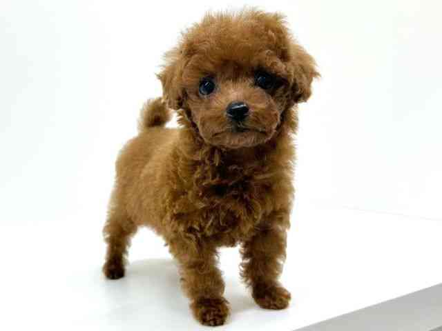 兵庫県のトイプードル(トイ) (ひごペットフレンドリーブルメールHAT神戸店/2025年12月31日生まれ/男の子/レッドフォーン)の子犬の2枚目の画像