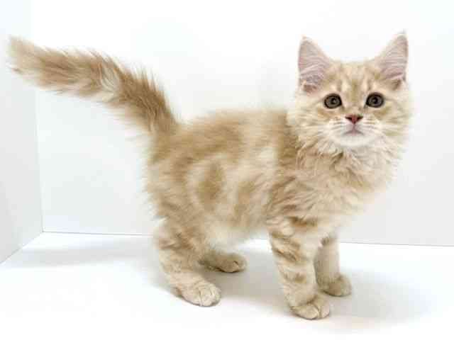 大阪府のミヌエット (ひごペットフレンドリーいこらもーる泉佐野店/2025年12月3日生まれ/男の子/クリームタビー)の子猫の2枚目の画像