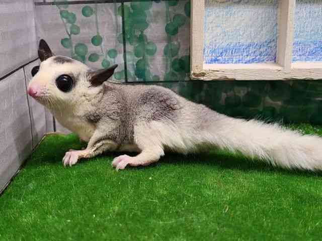 フクロモモンガ[【カラー】モザイク] | ひごペットフレンドリー