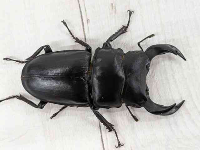 国産[極太血統オオクワガタ【GORDON-R】 CBペア] | ひごペット