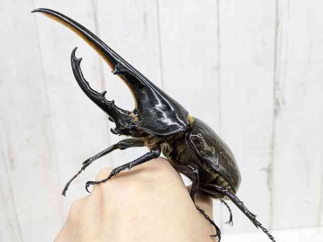 外国産[ヘラクレス・リッキー 3齢幼虫 F2ペア] | ひごペット