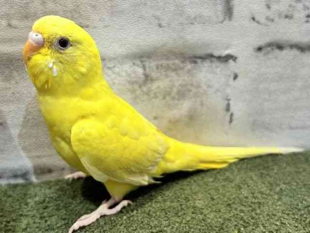セキセイインコ[カラー【ルチノー】] | ひごペットフレンドリー
