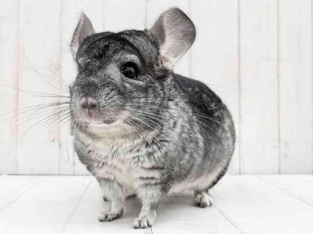 チンチラ[【グレー】フェスタ開催中!2026年2月23日まで特別価格 ...