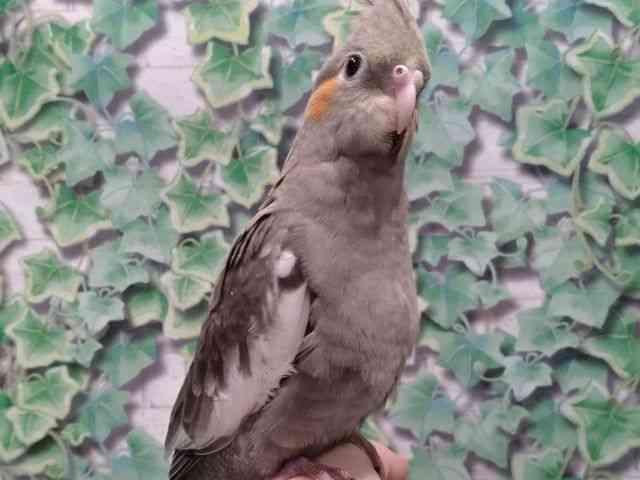 オカメインコ[【ノーマル】] | ひごペットフレンドリー 【 公式サイト 】