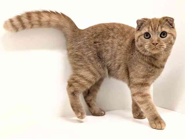 福岡県のスコティッシュフォールド (ひごペットフレンドリーリバーウォーク北九州店/2025年11月5日生まれ/女の子/レッドタビー)の子猫の2枚目の画像