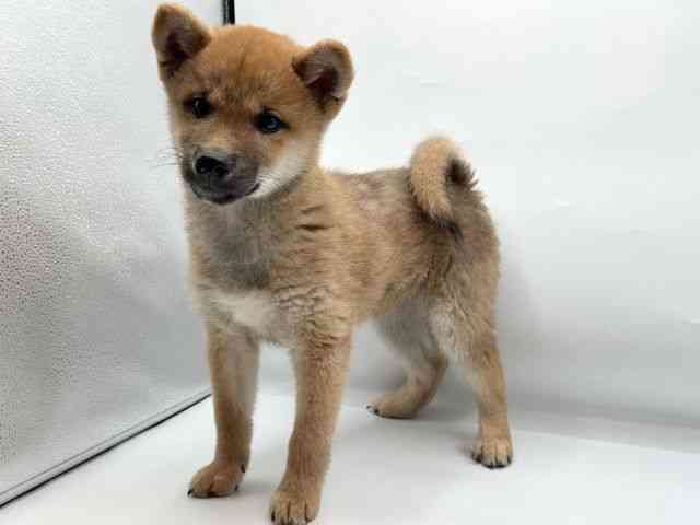 徳島県の柴犬(標準サイズ) (ひごペットフレンドリーゆめタウン徳島店/2025年11月8日生まれ/男の子/赤)の子犬の2枚目の画像