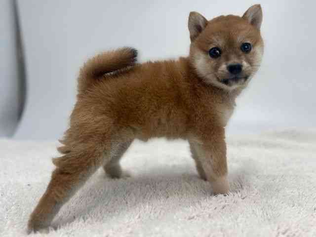 島根県の柴犬(標準サイズ) (ひごペットフレンドリーイオンモール出雲店/2026年1月3日生まれ/女の子/赤)の子犬の2枚目の画像