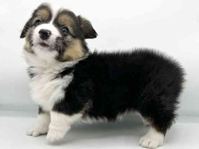 大阪府のウェルシュコーギーペンブローク (ひごペットフレンドリーららぽーとEXPOCITY店/2026年1月4日生まれ/男の子/ブラックタンホワイト)の子犬の2枚目の画像