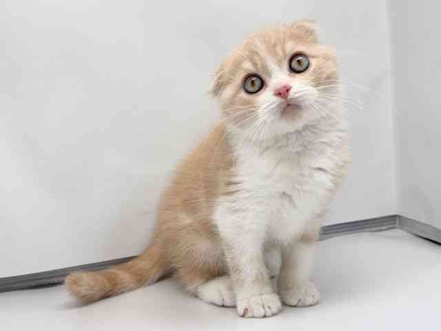 京都府のスコティッシュフォールド (ひごペットフレンドリー洛北阪急スクエア店/2026年1月2日生まれ/男の子/クリームタビーホワイト)の子猫の2枚目の画像