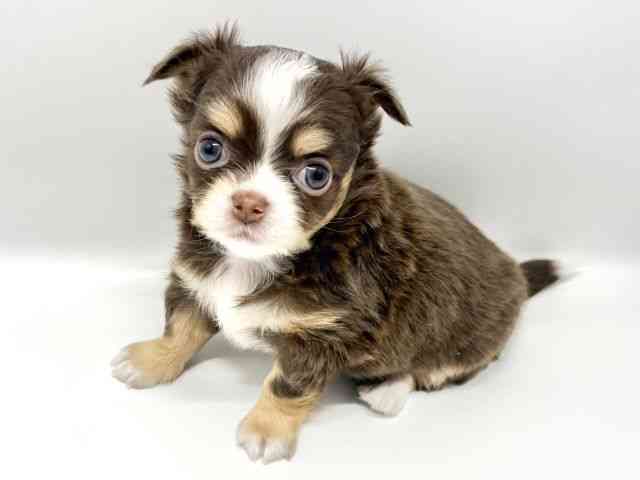 大阪府のチワワ(ロング) (ひごペットフレンドリーイオンタウン豊中庄内店/2026年1月3日生まれ/女の子/チョコレートタンホワイト)の子犬の2枚目の画像