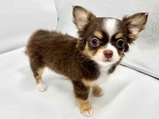 大阪府のチワワ(ロング) (ひごペットフレンドリーイオンタウン豊中庄内店/2026年1月3日生まれ/女の子/チョコレートタンホワイト)の子犬の2枚目の画像