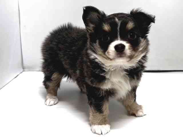 奈良県のチワワ(ロング) (ひごペットフレンドリー奈良パワーシティ店/2026年1月2日生まれ/女の子/ブルータンホワイト)の子犬の2枚目の画像