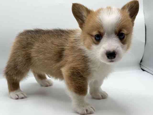 香川県のウェルシュコーギーペンブローク (ひごペットフレンドリーゆめタウン高松店/2026年1月3日生まれ/男の子/セーブルホワイト)の子犬の2枚目の画像