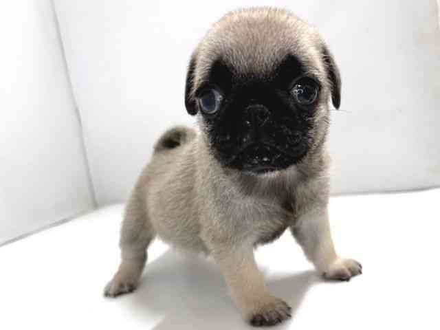 奈良県のパグ (ひごペットフレンドリー奈良パワーシティ店/2026年1月2日生まれ/男の子/フォーン)の子犬の2枚目の画像