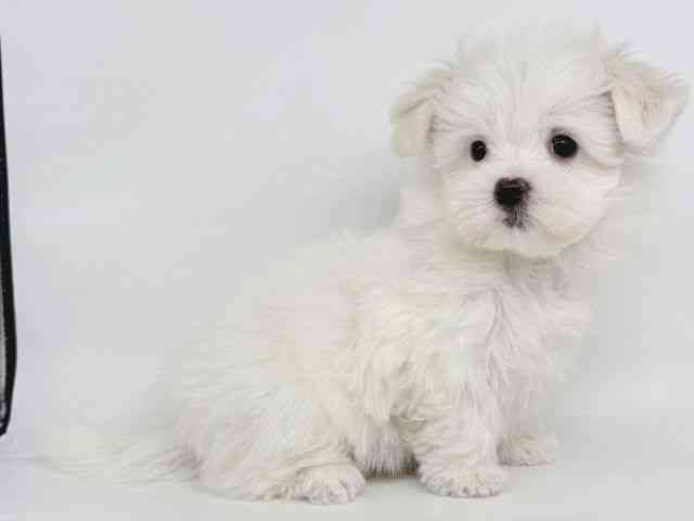 大阪府のマルチーズ (ひごペットフレンドリー瓜破店/2026年1月2日生まれ/女の子/ホワイト)の子犬の2枚目の画像