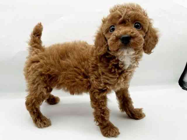 奈良県のトイプードル(トイ) (ひごペットフレンドリートナリエ大和高田店/2026年1月1日生まれ/女の子/レッド)の子犬の2枚目の画像