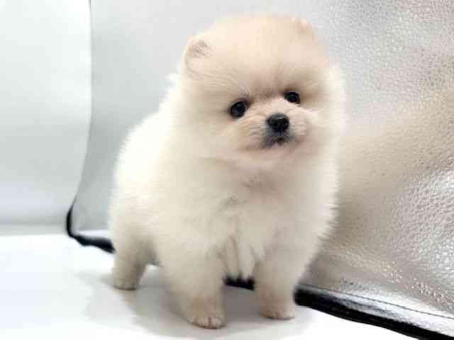 愛知県のポメラニアン (ひごペットフレンドリーヴィアモール アピタ江南西店/2026年1月1日生まれ/男の子/ホワイトクリーム)の子犬の2枚目の画像
