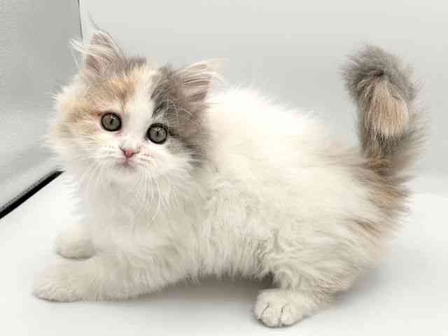 京都府のサイベリアン (ひごペットフレンドリーイオンモール高の原店/2026年1月4日生まれ/女の子/ダイリュートキャリコ)の子猫の2枚目の画像
