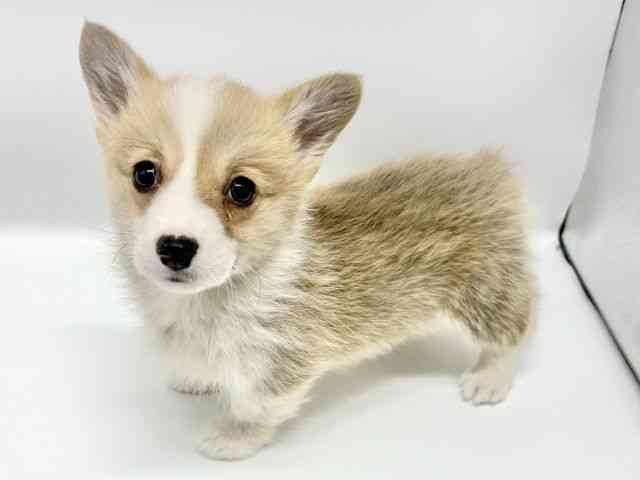 大阪府のウェルシュコーギーペンブローク (ひごペットフレンドリーイオンタウン豊中庄内店/2026年1月3日生まれ/女の子/レッドホワイト)の子犬の2枚目の画像