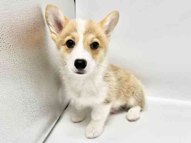 大阪府のウェルシュコーギーペンブローク (ひごペットフレンドリーイオンタウン豊中庄内店/2026年1月3日生まれ/女の子/レッドホワイト)の子犬の2枚目の画像