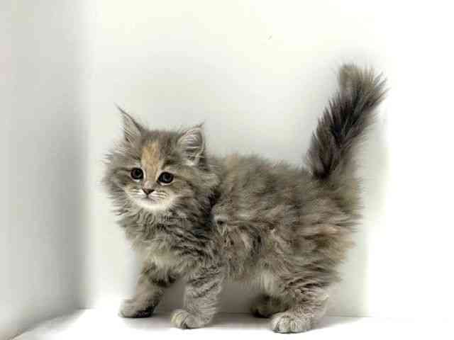 愛知県のラガマフィン (ひごペットフレンドリーららぽーと名古屋みなとアクルス店/2026年1月4日生まれ/女の子/ブルーパッチドタビー)の子猫の2枚目の画像