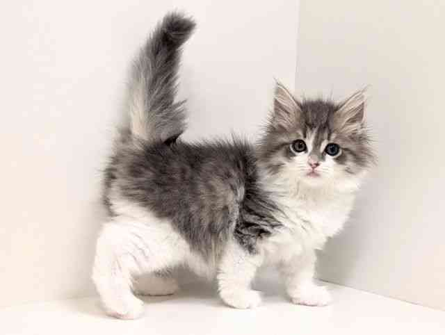 福岡県のサイベリアン (ひごペットフレンドリーリバーウォーク北九州店/2026年1月4日生まれ/女の子/ブルータビーホワイト)の子猫の2枚目の画像