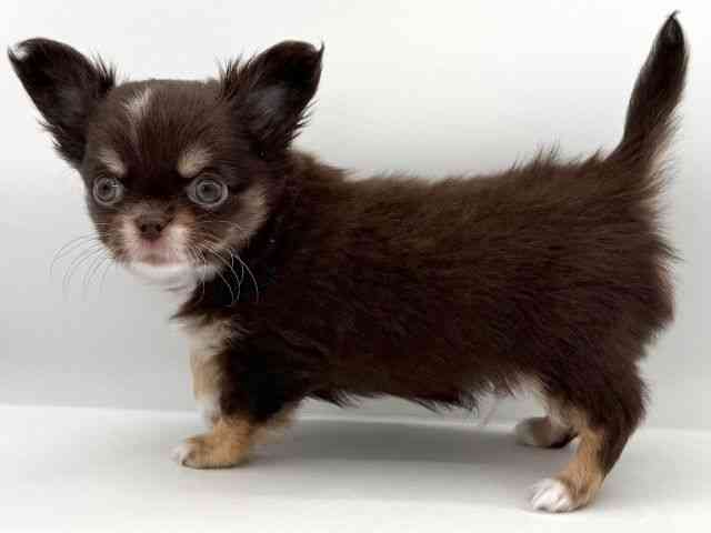 大阪府のチワワ(ロング) (ひごペットフレンドリーイオンそよら海老江店/2026年1月3日生まれ/男の子/チョコレートタンホワイト)の子犬の2枚目の画像