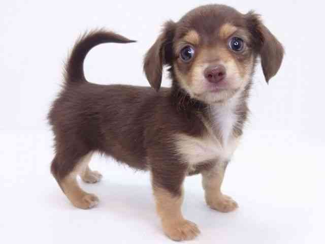 大阪府のチワックス(チワワ×ダックス) (ひごペットフレンドリーいこらもーる泉佐野店/2026年1月3日生まれ/女の子/チョコレートタン)の子犬の2枚目の画像