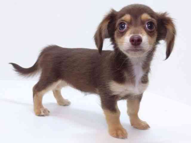 大阪府のチワックス(チワワ×ダックス) (ひごペットフレンドリーいこらもーる泉佐野店/2026年1月3日生まれ/女の子/チョコレートタン)の子犬の2枚目の画像