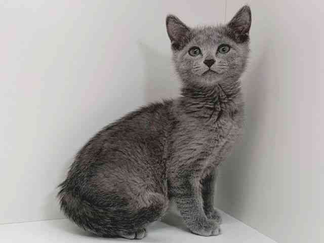 京都府のロシアンブルー (ひごペットフレンドリーイズミヤショッピングセンター八幡店/2026年1月3日生まれ/男の子/ブルー)の子猫の2枚目の画像