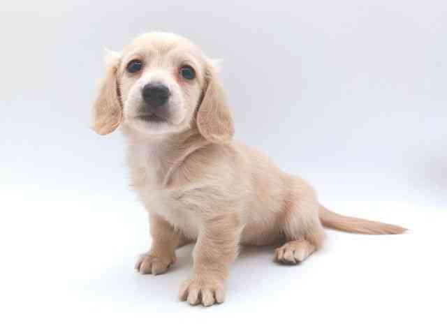 大阪府のカニンヘンダックスフンド(ロング) (ひごペットフレンドリー泉ヶ丘店/2026年1月4日生まれ/女の子/イエロー)の子犬の2枚目の画像