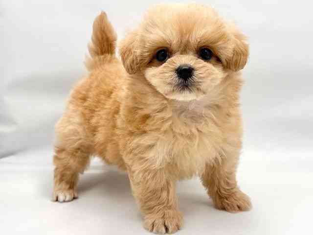 大阪府のペキプー(ペキニーズ×プードル) (ひごペットフレンドリー東淀川店/2026年1月3日生まれ/女の子/アプリコット)の子犬の2枚目の画像