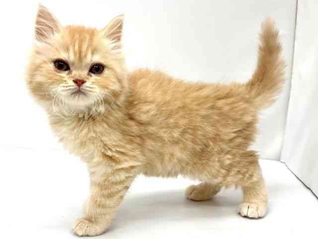 大阪府のマンチカン (ひごペットフレンドリーイオンタウン茨木太田店/2025年12月29日生まれ/男の子/カメオタビー)の子猫の2枚目の画像