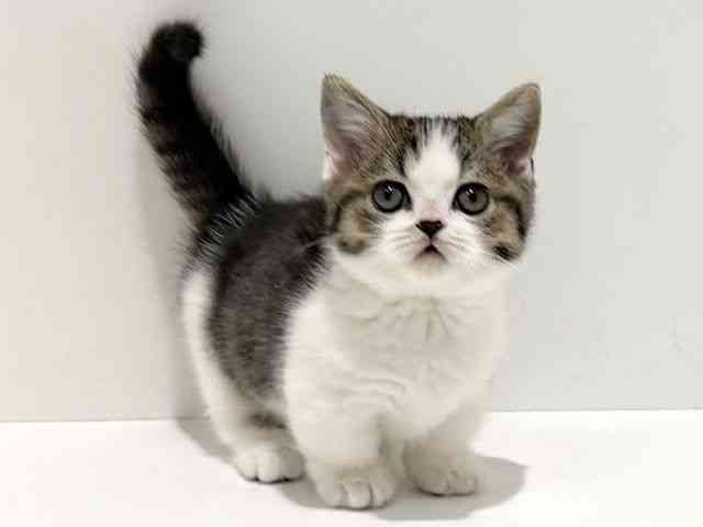 大阪府のミヌエット (ひごペットフレンドリーイオン高槻店/2025年12月31日生まれ/男の子/ブラウンタビーホワイト)の子猫の2枚目の画像