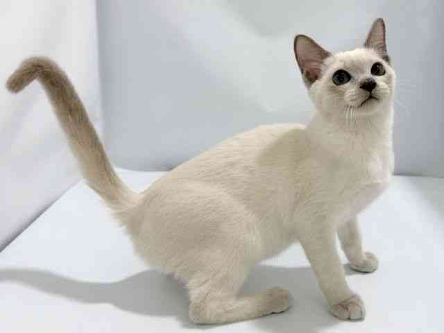 大阪府のトンキニーズ (ひごペットフレンドリーイズミヤショッピングセンター千里丘店/2026年1月1日生まれ/女の子/プラチナポイント)の子猫の2枚目の画像