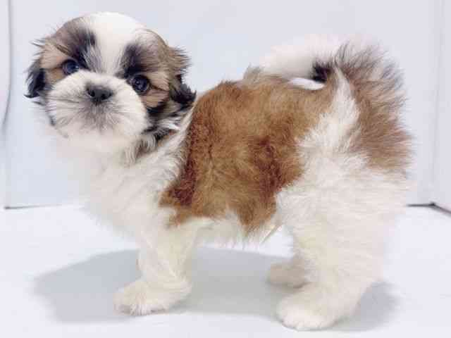 大阪府のシーズー (ひごペットフレンドリーイズミヤショッピングセンター千里丘店/2026年1月2日生まれ/男の子/ホワイトゴールド)の子犬の2枚目の画像