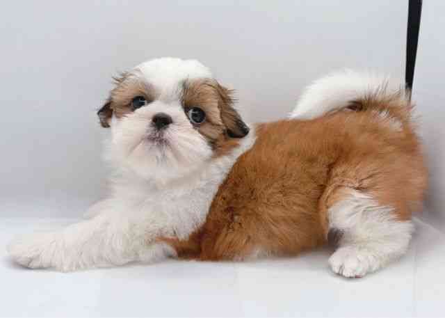 島根県のシーズー (ひごペットフレンドリーイオン松江ショッピングセンター店/2026年1月2日生まれ/女の子/ホワイトゴールド)の子犬の2枚目の画像