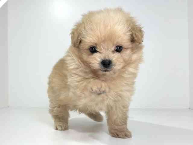 兵庫県のポメプー(ポメラニアン×プードル) (ひごペットフレンドリーイトーヨーカドー明石店/2026年1月3日生まれ/男の子/クリーム)の子犬の2枚目の画像