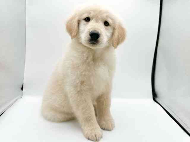 京都府のゴールデンレトリバー (ひごペットフレンドリーイオンモール高の原店/2026年1月3日生まれ/男の子/ゴールデン)の子犬の2枚目の画像