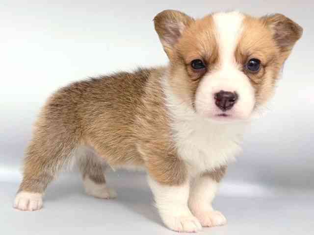 大阪府のウェルシュコーギーペンブローク (ひごペットフレンドリー岸和田店/2026年1月2日生まれ/男の子/レッドホワイト)の子犬の2枚目の画像