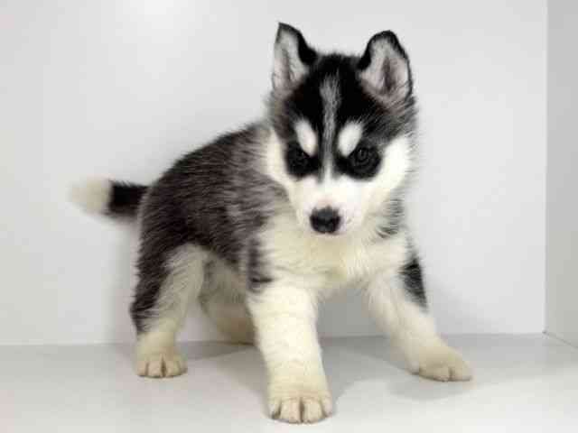 兵庫県のシベリアンハスキー (ひごペットフレンドリーイトーヨーカドー明石店/2026年1月3日生まれ/男の子/ブラックホワイト)の子犬の2枚目の画像