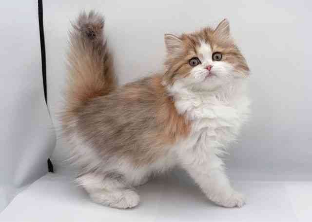 島根県のマンチカン (ひごペットフレンドリーイオン松江ショッピングセンター店/2025年12月24日生まれ/女の子/ブラウンタビーホワイト)の子猫の2枚目の画像