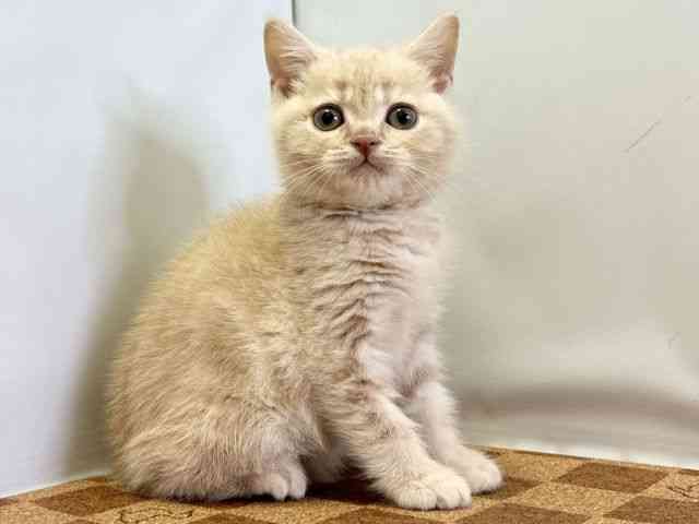 愛媛県のマンチカン (ひごペットフレンドリーエミフルMASAKI店/2025年12月30日生まれ/男の子/クリームタビー)の子猫の2枚目の画像